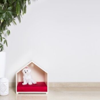 5 puntos a considerar para comprar una casa Pet Friendly